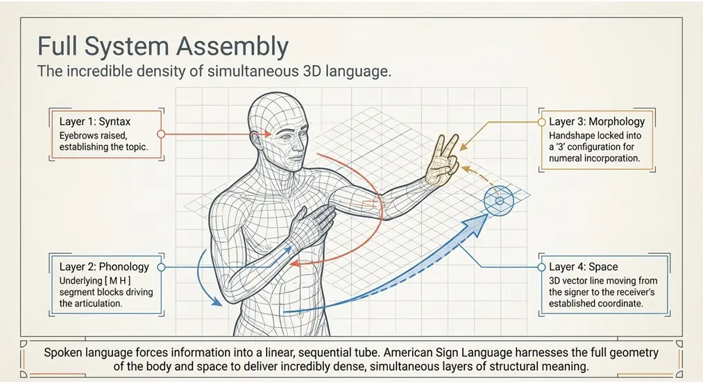 ASL Linguistics and Structure American Sign Language grammar, ASL phonology, ASL morphology, Movement-Hold Model, ASL syntax.